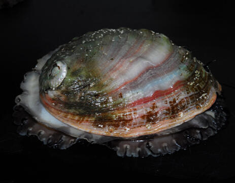 Descriptive Statistics and Visualizations of Abalone Snail Biology